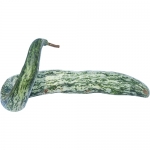 Speckled Snake